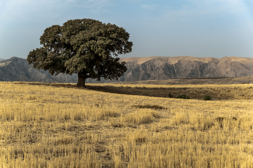 Iraqi Kurdistan